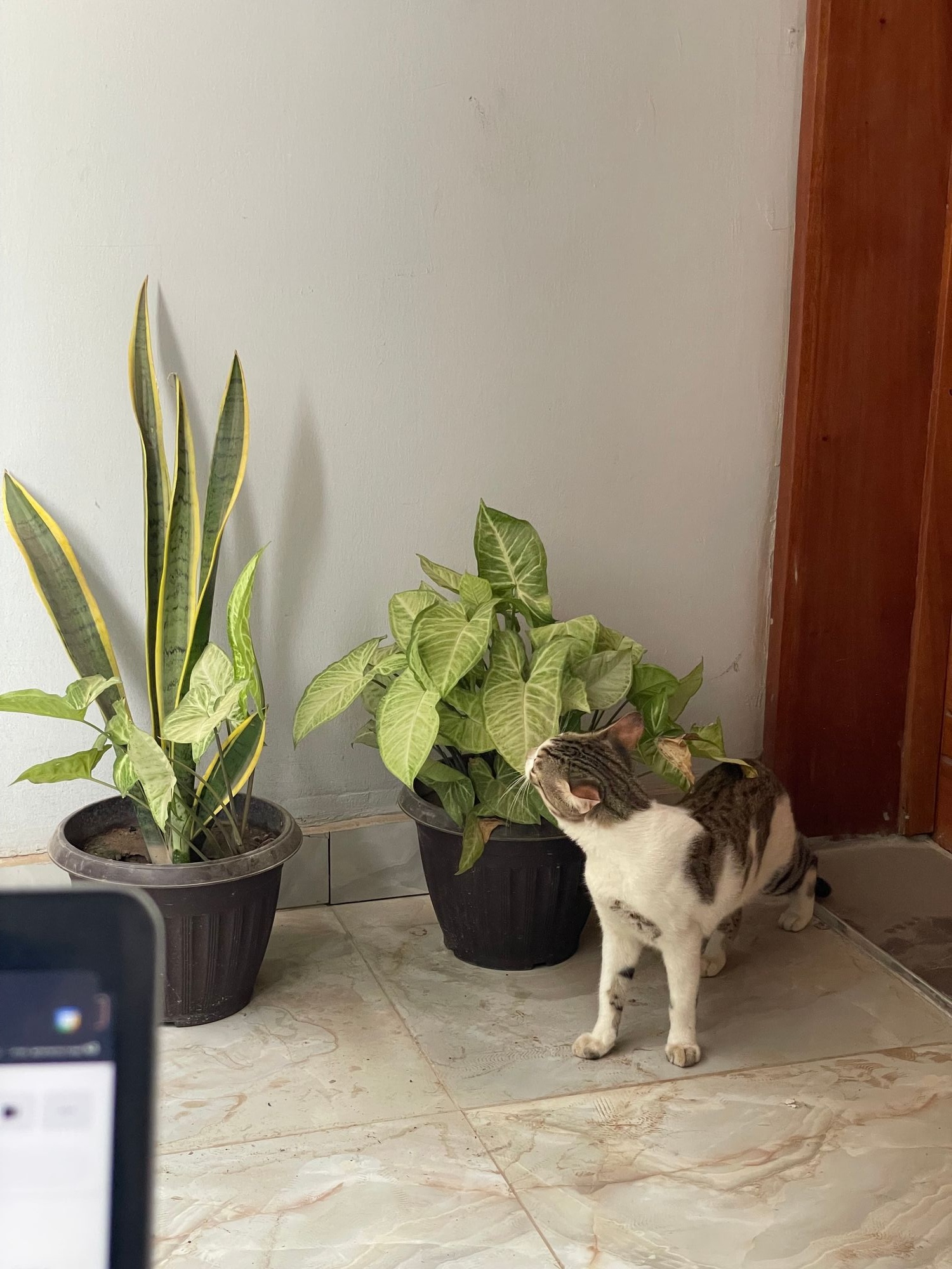 Sky tending to my wife's plant